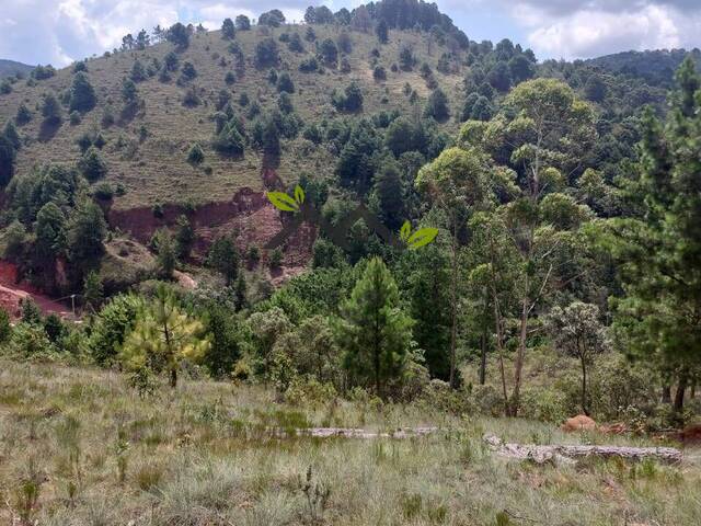 #t807a - Área para Venda em Campos do Jordão - SP - 3