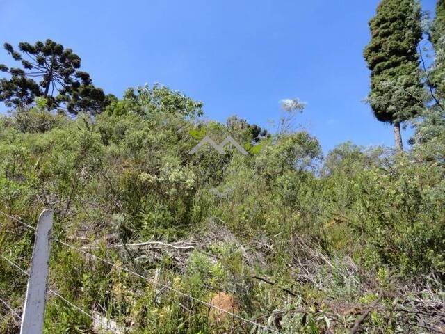 #t648a - Terreno para Venda em Campos do Jordão - SP - 2