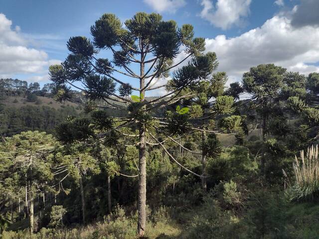#a364a - Apartamento para Venda em Campos do Jordão - SP - 3